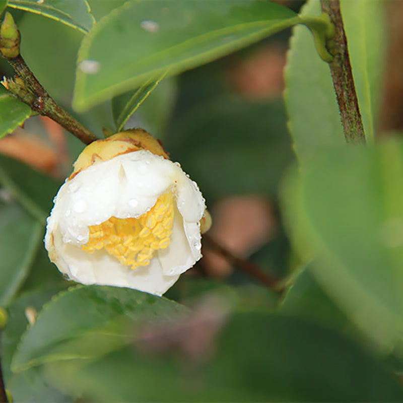 TEA SEED POWDER